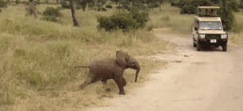 Fotos Animadas Elefantes.
