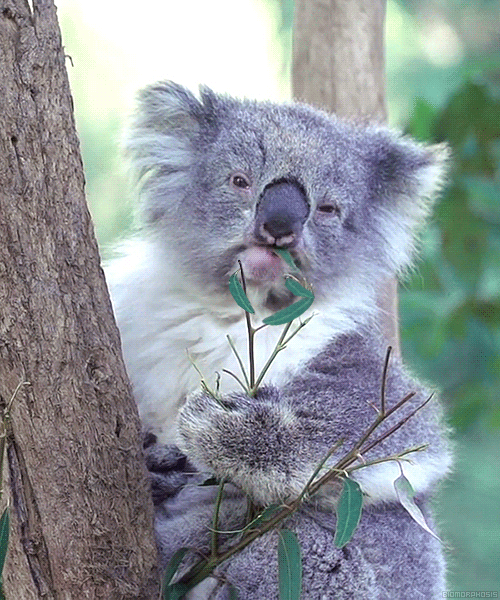 Foto en movimiento de Koalas.