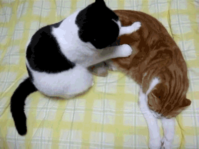 Masaje Shiatsu de un gatito a otro.