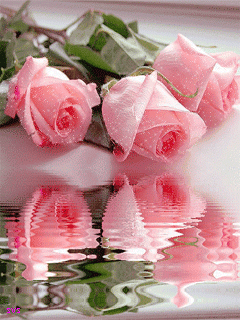 Gifs de rosas con reflejos