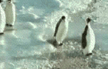 Imágenes animadas con Pingüinos.